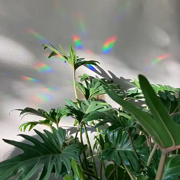 Rainbow maker sticker - You're made of magic