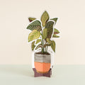 The Plant Shoppe Paper Plants