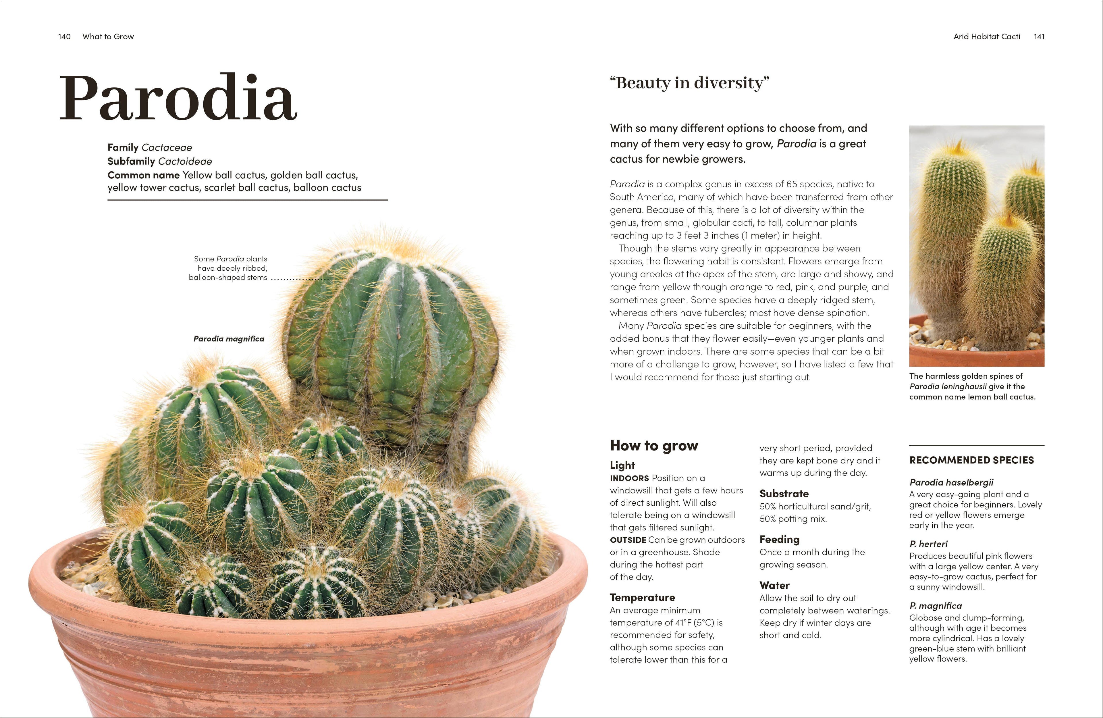 Cacti Succulents